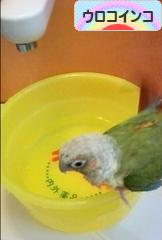 にほんブログ村 鳥ブログ ウロコインコへ