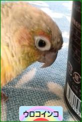 にほんブログ村 鳥ブログ ウロコインコへ