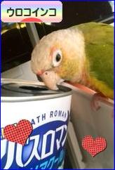 にほんブログ村 鳥ブログ ウロコインコへ