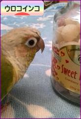 にほんブログ村 鳥ブログ ウロコインコへ
