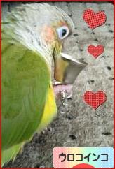 にほんブログ村 鳥ブログ ウロコインコへ