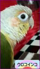 にほんブログ村 鳥ブログ ウロコインコへ