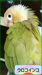 にほんブログ村 鳥ブログ ウロコインコへ