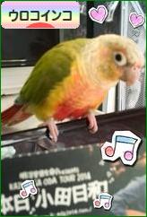 にほんブログ村 鳥ブログ ウロコインコへ
