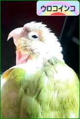 にほんブログ村 鳥ブログ ウロコインコへ