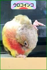 にほんブログ村 鳥ブログ ウロコインコへ