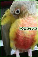にほんブログ村 鳥ブログ ウロコインコへ