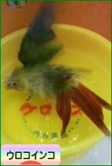 にほんブログ村 鳥ブログ ウロコインコへ
