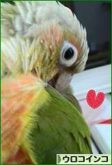 にほんブログ村 鳥ブログ ウロコインコへ