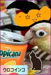 にほんブログ村 鳥ブログ ウロコインコへ