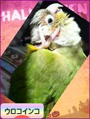 にほんブログ村 鳥ブログ ウロコインコへ