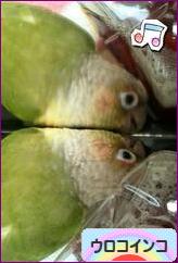 にほんブログ村 鳥ブログ ウロコインコへ