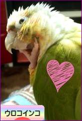 にほんブログ村 鳥ブログ ウロコインコへ