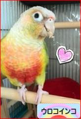 にほんブログ村 鳥ブログ ウロコインコへ
