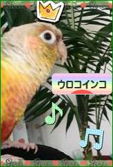 にほんブログ村 鳥ブログ ウロコインコへ