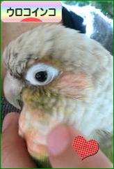 にほんブログ村 鳥ブログ ウロコインコへ