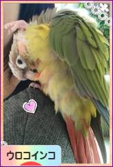 にほんブログ村 鳥ブログ ウロコインコへ