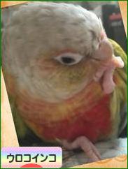 にほんブログ村 鳥ブログ ウロコインコへ