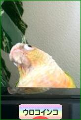にほんブログ村 鳥ブログ ウロコインコへ