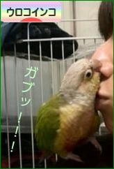 にほんブログ村 鳥ブログ ウロコインコへ