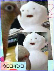 にほんブログ村 鳥ブログ ウロコインコへ