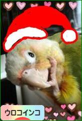 にほんブログ村 鳥ブログ ウロコインコへ