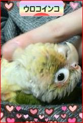 にほんブログ村 鳥ブログ ウロコインコへ
