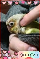 にほんブログ村 鳥ブログ ウロコインコへ