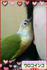 にほんブログ村 鳥ブログ ウロコインコへ