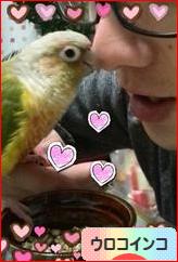 にほんブログ村 鳥ブログ ウロコインコへ
