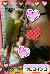 にほんブログ村 鳥ブログ ウロコインコへ