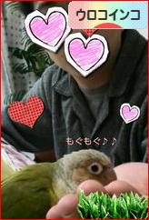 にほんブログ村 鳥ブログ ウロコインコへ
