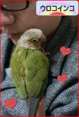 にほんブログ村 鳥ブログ ウロコインコへ