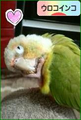 にほんブログ村 鳥ブログ ウロコインコへ