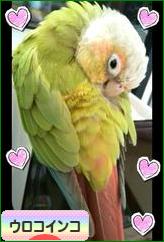 にほんブログ村 鳥ブログ ウロコインコへ