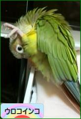 にほんブログ村 鳥ブログ ウロコインコへ