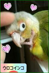にほんブログ村 鳥ブログ ウロコインコへ