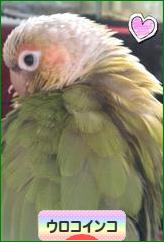 にほんブログ村 鳥ブログ ウロコインコへ