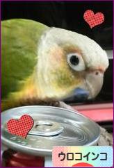 にほんブログ村 鳥ブログ ウロコインコへ