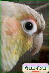 にほんブログ村 鳥ブログ ウロコインコへ