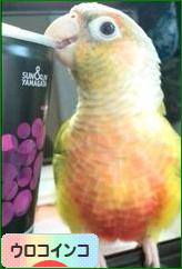 にほんブログ村 鳥ブログ ウロコインコへ