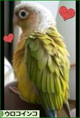 にほんブログ村 鳥ブログ ウロコインコへ