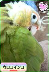 にほんブログ村 鳥ブログ ウロコインコへ