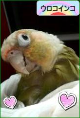 にほんブログ村 鳥ブログ ウロコインコへ
