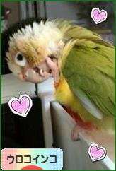 にほんブログ村 鳥ブログ ウロコインコへ