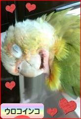 にほんブログ村 鳥ブログ ウロコインコへ