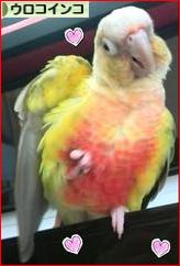 にほんブログ村 鳥ブログ ウロコインコへ
