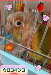 にほんブログ村 鳥ブログ ウロコインコへ