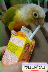 にほんブログ村 鳥ブログ ウロコインコへ