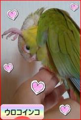 にほんブログ村 鳥ブログ ウロコインコへ